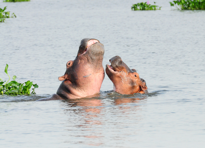 349 - Hippos Victoria Nile DSC_0297